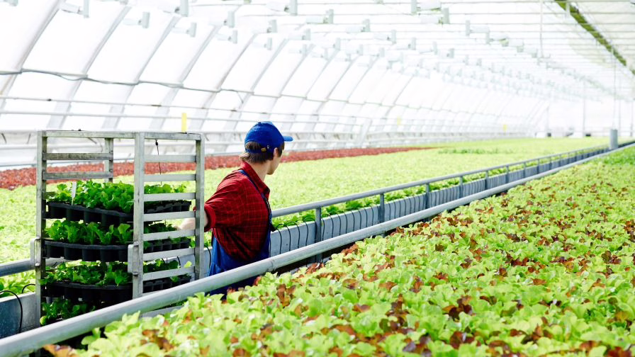 Grower harvesting greens in a greenhouse