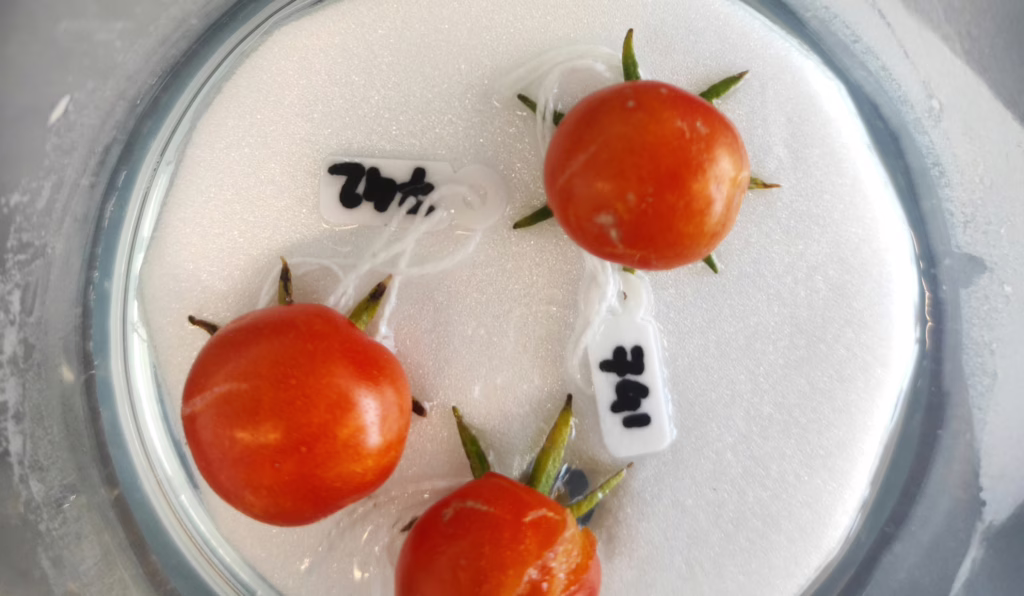 Tomatoes growing in Lucas van der Zee's system