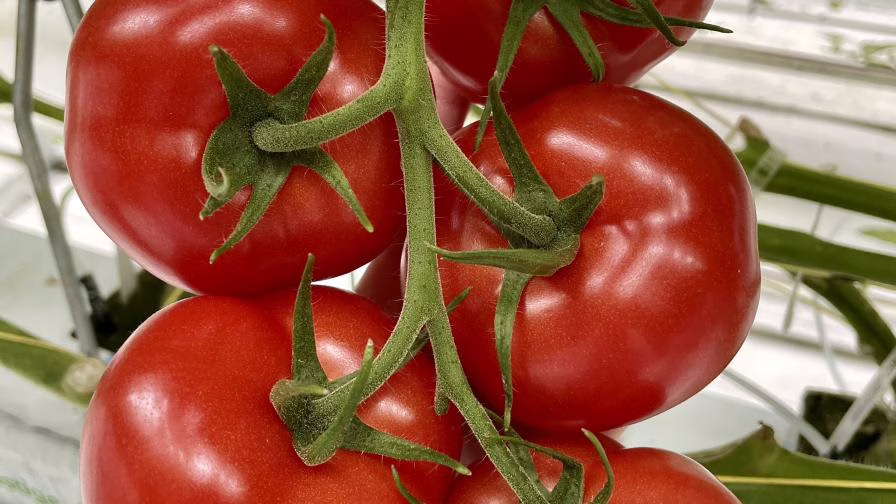 Up-close shot of tomatoes