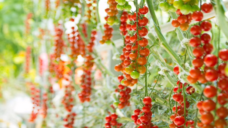 Tomatoes growing in a greenhouse