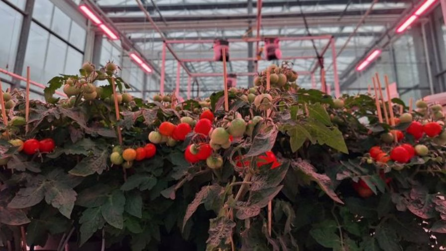 The cultivation of dwarf tomatoes during the Autonomous Greenhouse Challenge.