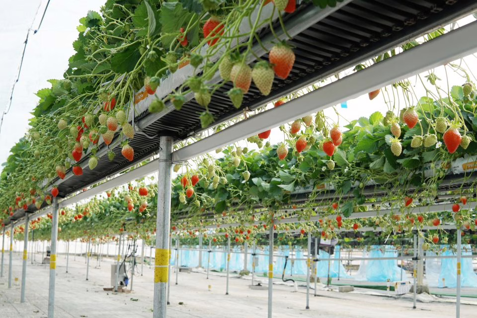 Ground-supported tabletop structures lift the rootzone to working height while distributing weight through posts. This approach integrates easily into existing facilities and accommodates heavier substrate volumes.