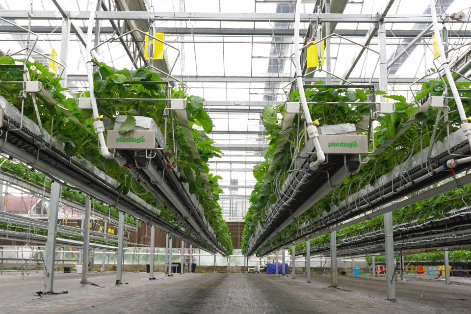 Hanging tabletop gutters support lay-flat grow bags at a consistent height. The elevated rootzone helps keep fruit clean, improves worker access, and reduces floor-level humidity around the substrate.
