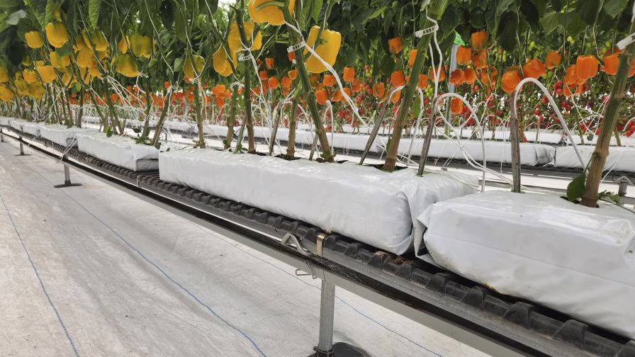 Lower-elevation tabletop systems are common in peppers. The rootzone is raised above the floor, fruit hangs clean beneath the canopy, and cultural work—pruning, scouting, defoliation—occurs at a manageable height.