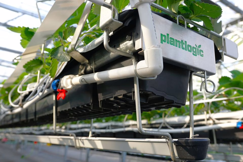 Rather than pooling across floors or mats, excess irrigation follows a controlled path under the gutter. Many growers use this single outlet to monitor how the substrate is performing from one day to the next.
