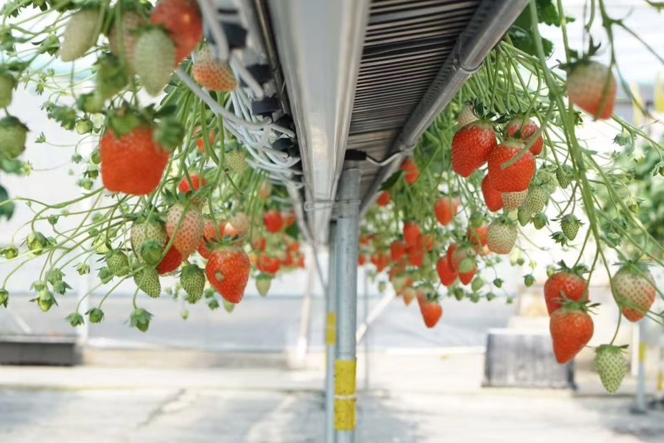 When berries hang beneath the trough, harvest becomes an upright action. Workers see ripeness immediately, remove damaged fruit quickly, and maintain quality throughout the cycle.