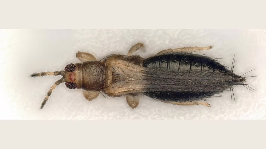 The short-spined thrips are devastating ornamentals and crops worldwide, thriving in South Florida.