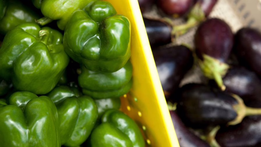 Bell peppers and eggplants are vegetables currently impacting grower production by the invasive.