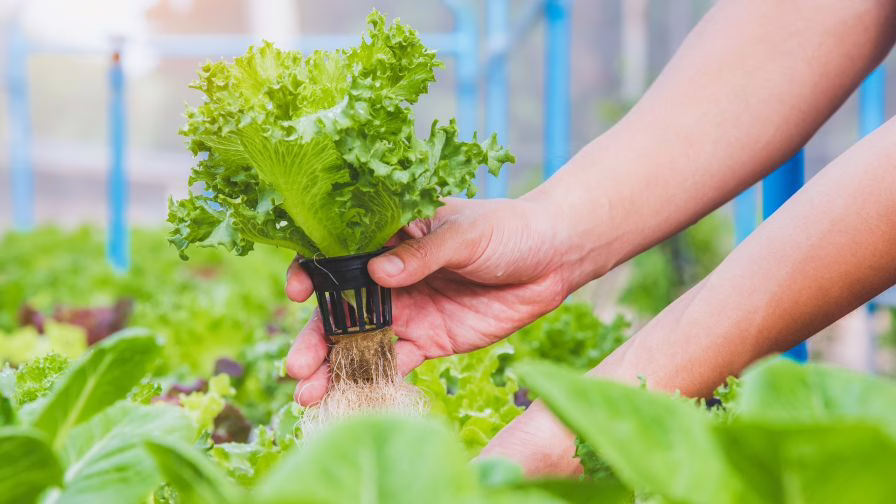 Farmer harvesting vegetables grown in a hydroponic farm.