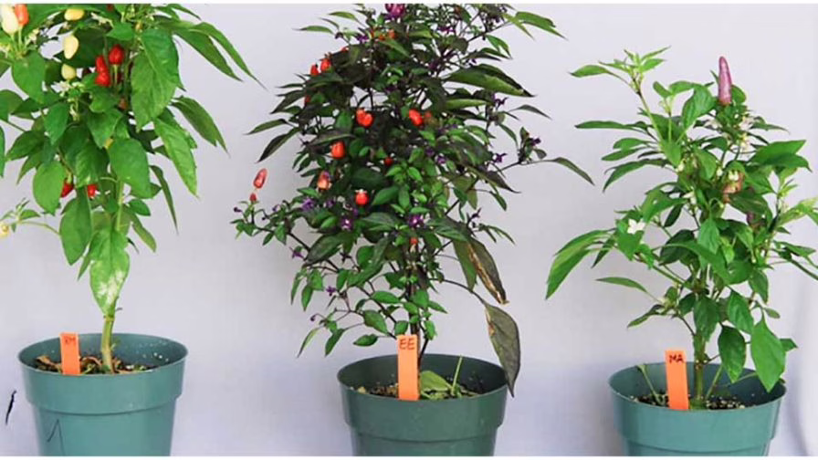 Ornamental pepper banker plants.