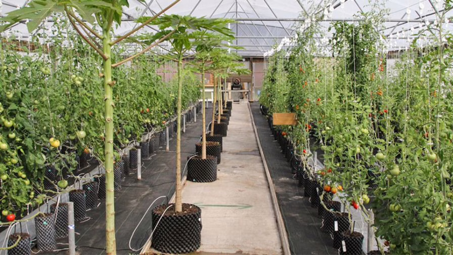 Tomato banker plants.