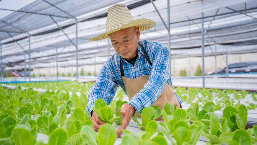 Elderly farmer carefully inspecting fresh leafy greens lettuce plant in modern hydroponic greenhouse agricultural emphasize in farming technology offering a glimpse into the future of agriculture.