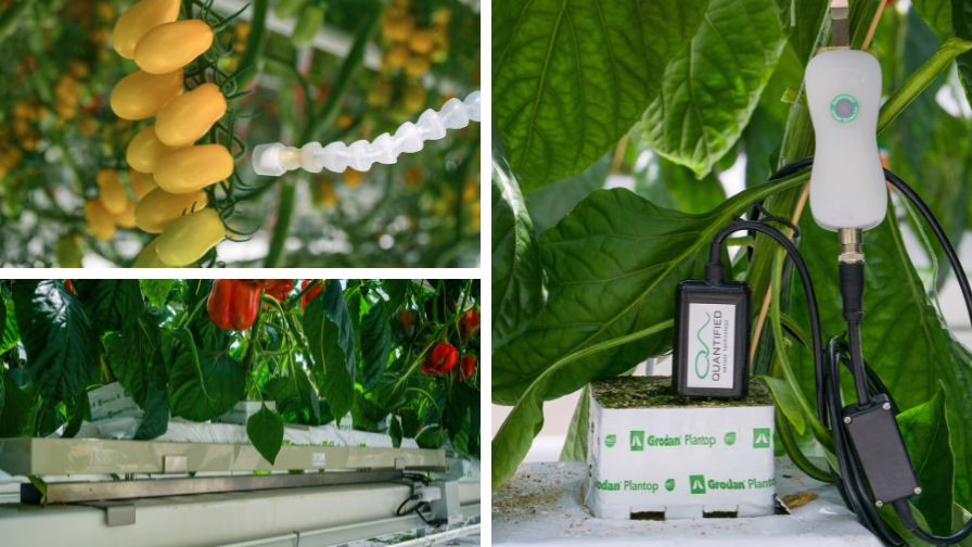(Clockwise from top left) Infrared thermometer, FireFly + Poseidon, and Smart Gutter peppers.