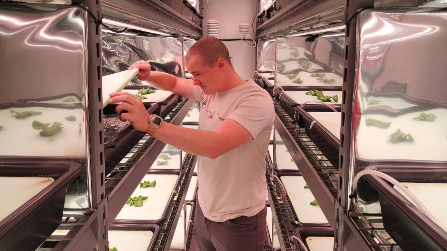 The UGA nutrient solution study.