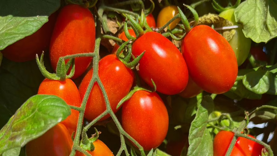 Diamond Crush (Hybrid) Tomato.