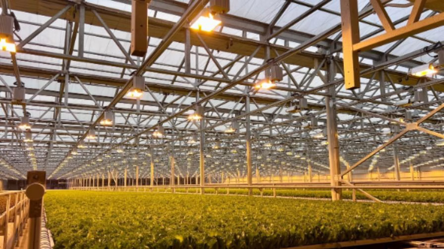Supplemental lighting strategy is easier to manage when intensity (PPFD) and total daily light (DLI) are treated as measurable targets.