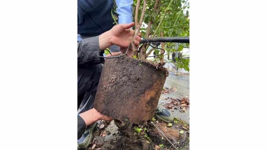 Root and rootzone inspection is one of the fastest ways to determine whether a slowdown is driven by water management, salinity stress, or biological decline.