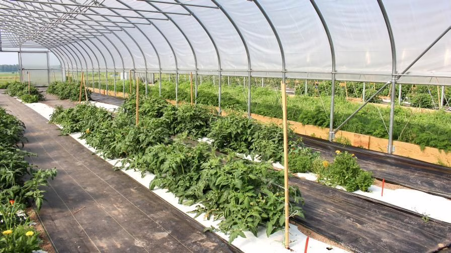 Intel from 47 New England high tunnel growers shed light on which practices most impact yield and price earned per square foot.