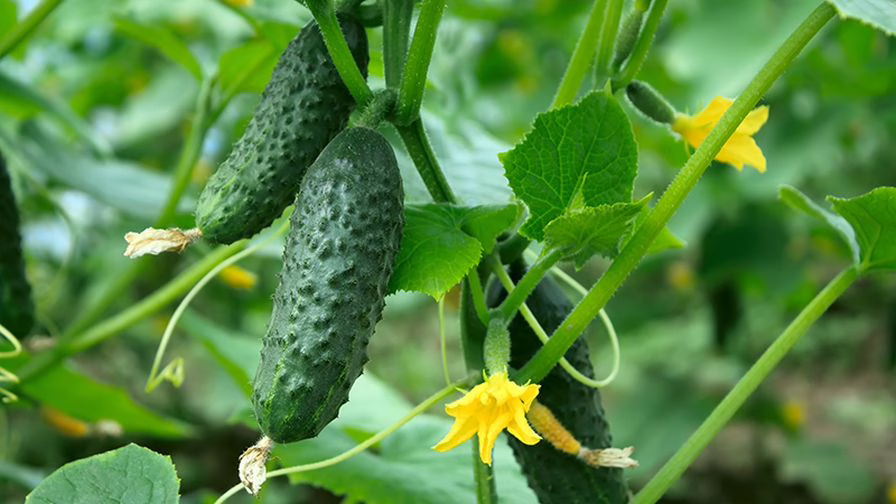 Growing cucumbers.