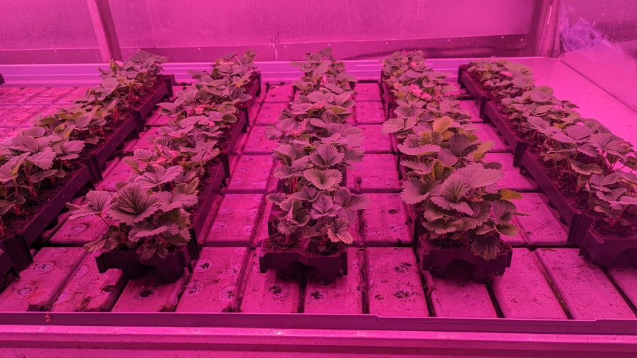 Young strawberry plants.