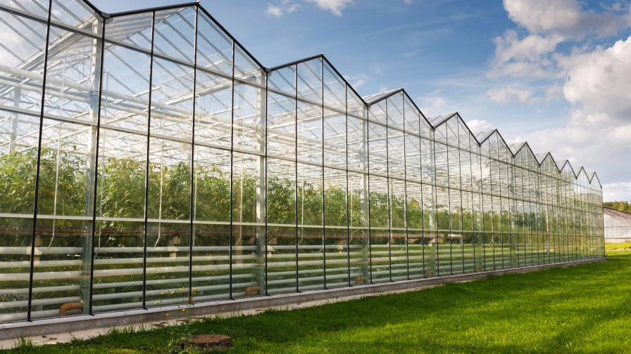 Tomato greenhouse infrastructures against the blue sky vegetable production.