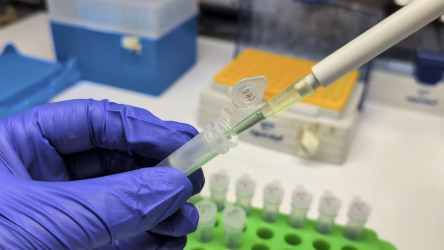 Extracting and purifying a plant DNA sample for pathogen testing.