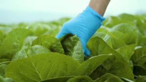 Taylor Farms Acquires Leafy Greens Greenhouse Equinox Growers