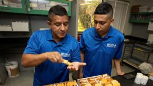 University of Florida Scientists Developing Disease-Resistant Lettuce