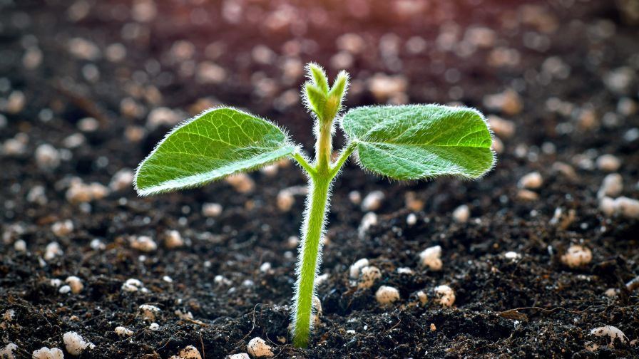 Young soy plant sprouting from soil