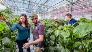 Signify and U. of British Columbia Collaborate on Sustainable Pepper Production