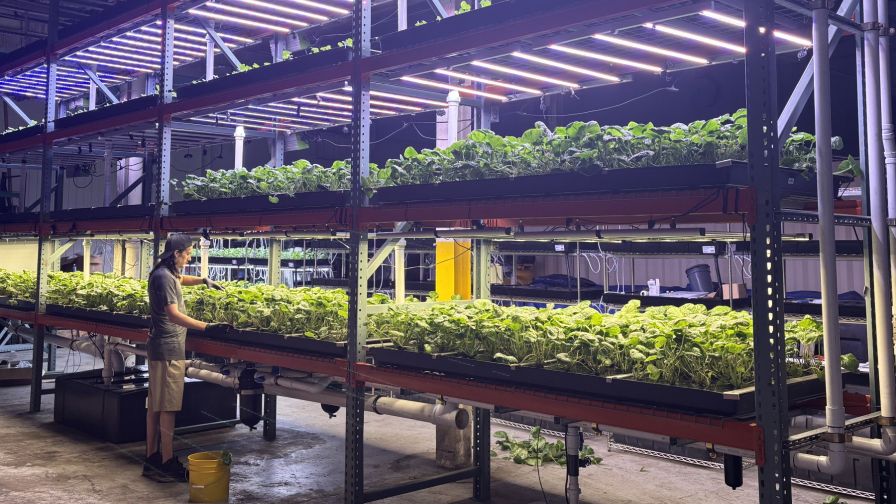 Cai Foods in New Buffalo, Mich., grows wasabi plants under TotalGrow LEDs.