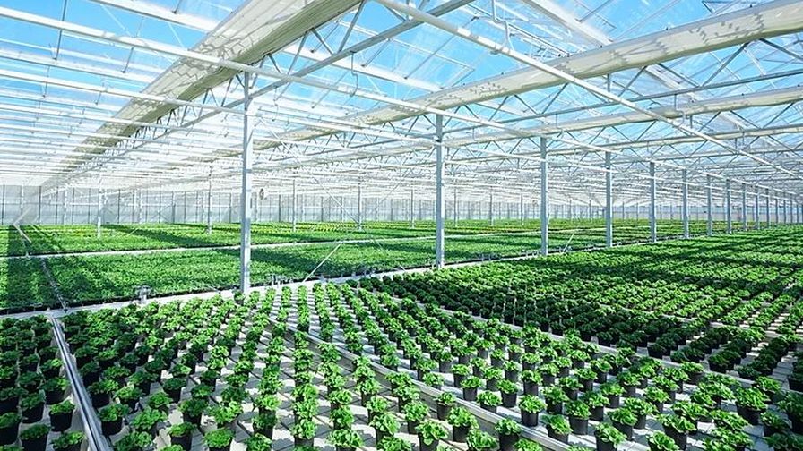 Interior greenhouse Netafim