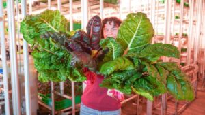 Inside Dirt: A Closer Look at Area 2 Farms