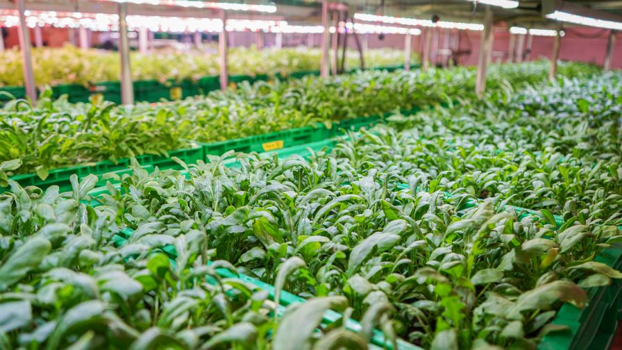Vertical racks are filled with soil that grows a variety of crops for CSA customers, from microgreens to root vegetables.