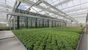 Evaluating Glazing Options for Different Greenhouse Operations