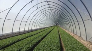 The Search for Improved Pythium Tolerance in Spinach