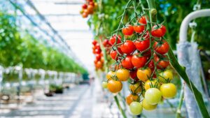 U. of Kentucky Researchers Develop Robot for Healthier Greenhouse Tomatoes