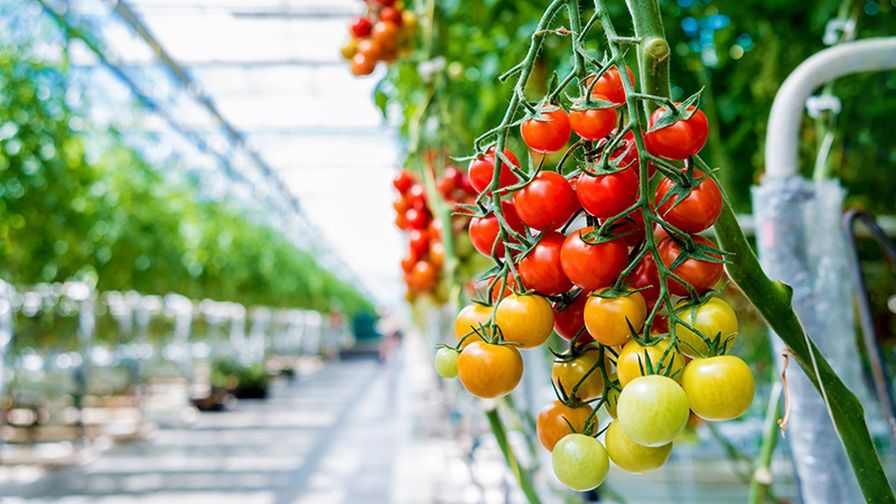 Greenhouse tomatoes ripe mature hanging image 3