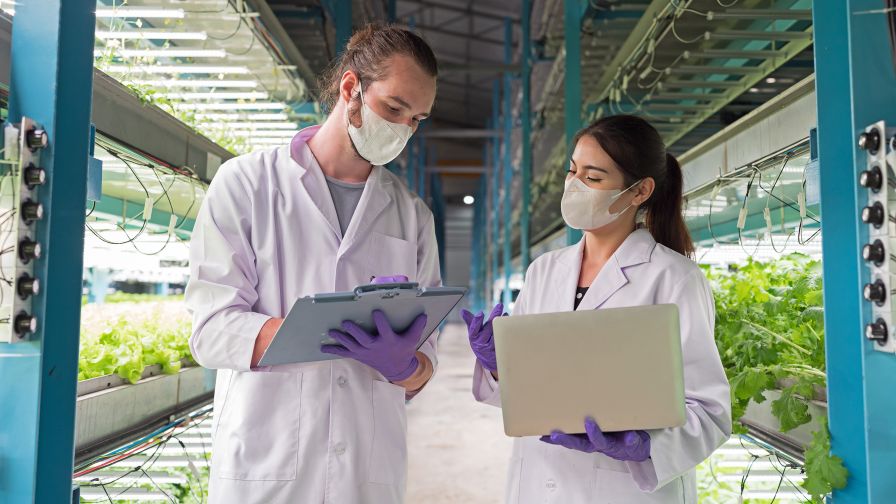 Male and female scientist wear white uniform working in organic, hydroponic vegetables plots growing on indoor vertical farm, holding laptop computer, discuss work and wear protective masks.