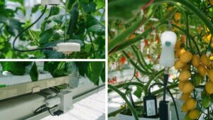 FireFly Node