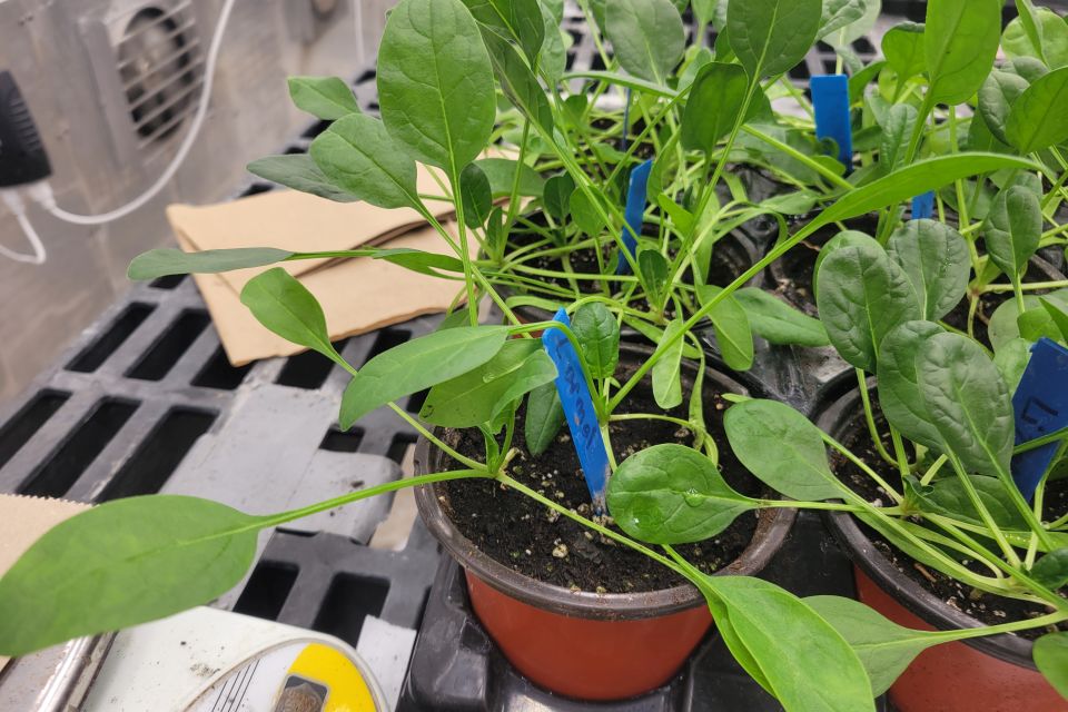 Demonstration of Spinach Far-Red Response