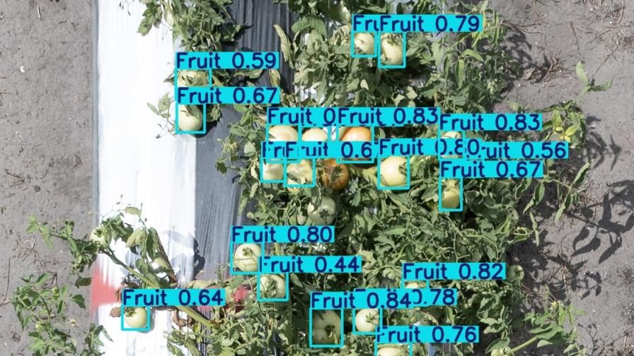 This image from the new PhenoSnap web tool shows tomatoes detected by the AI model in a research field at the UF/IFAS Gulf Coast Research and Education Center.