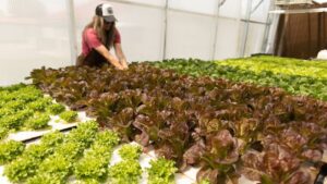 Opinion: Greenhouses Are Becoming Essential to Food Security