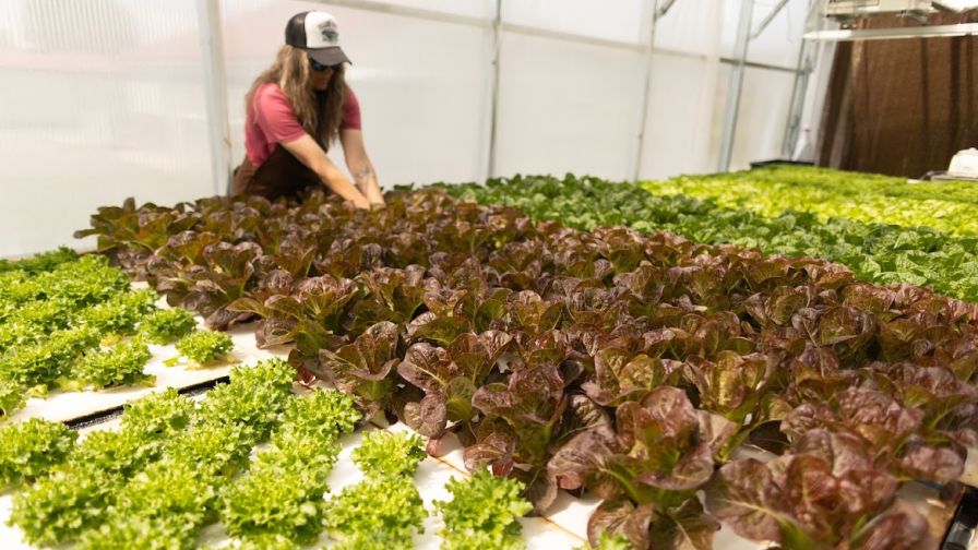 Commercial greenhouse interior.
