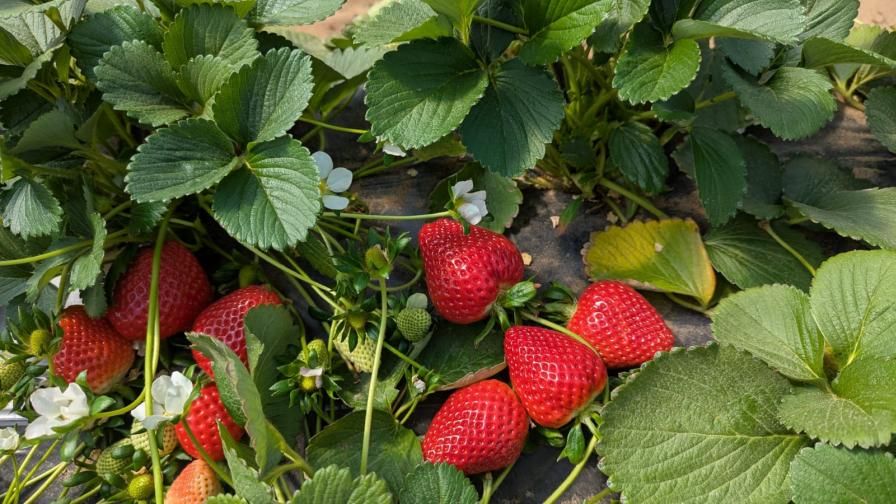 Encore strawberry, a new variety developed using new innovative molecular breeding techniques at the University of Florida.