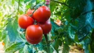 Yuksel Seeds Debuts a New Mini Plum Tomato with ToBRFV Resistance