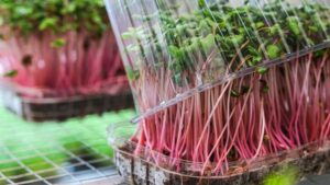 Testing Jute vs. Organic Soil Growing Media in Microgreens Production