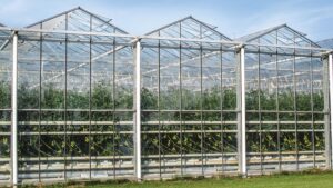 Sunmaster Produce Begins Phase 4 of Its Greenhouse Project