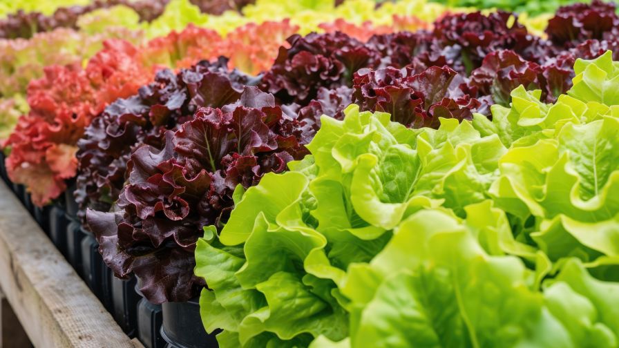 Freshly grown lettuce in a controlled environment for food safety.