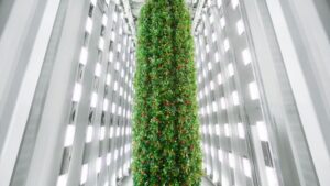 Plenty Shrinks Its Plans for Chesterfield Strawberry Facility